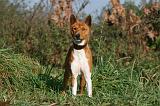 BASENJI 008